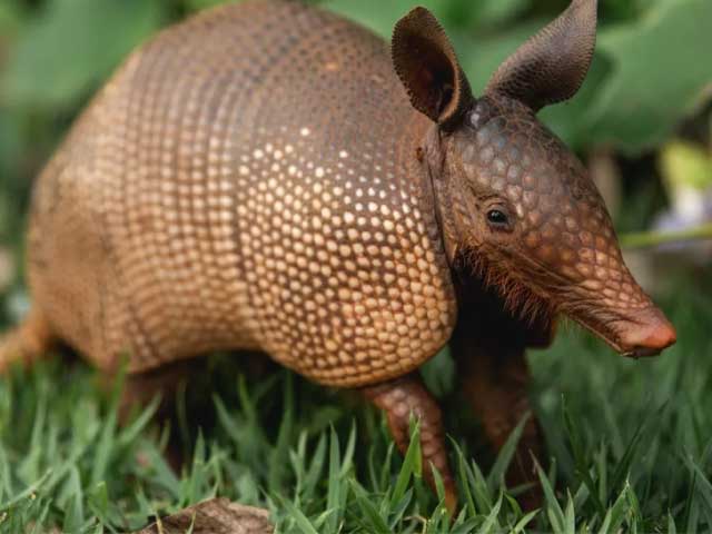 What kind of night vision do animals use?